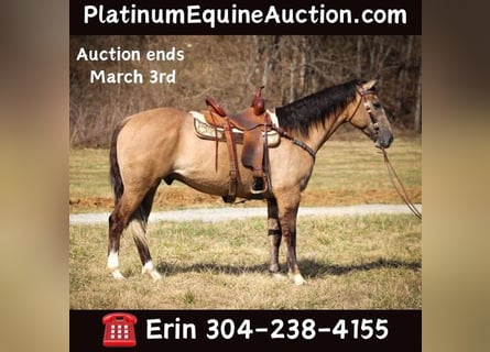 Draft Horse, Castrone, 7 Anni, 160 cm, Grullo