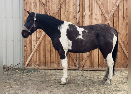 Draft Horse, Castrone, 7 Anni, 160 cm, Tobiano-tutti i colori