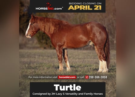 Draft Horse Mix, Castrone, 7 Anni, 163 cm, Sauro scuro