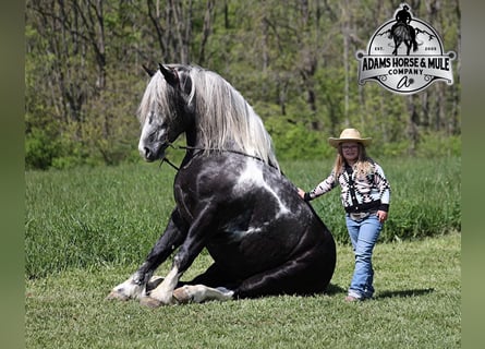 Draft Horse, Castrone, 7 Anni, 163 cm, Tobiano-tutti i colori