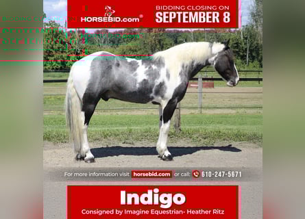 Draft Horse Mix, Castrone, 7 Anni, 170 cm, Pezzato