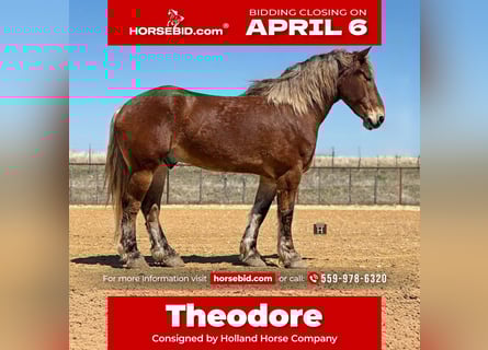 Draft Horse Mix, Castrone, 7 Anni, 183 cm, Baio ciliegia