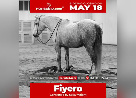 Draft Horse Mix, Castrone, 7 Anni, Grigio