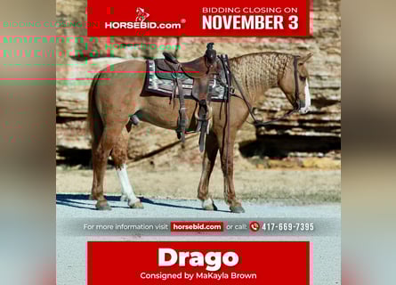 Draft Horse Mix, Castrone, 8 Anni, 157 cm, Red dun