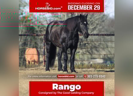 Draft Horse Mix, Castrone, 8 Anni, 160 cm, Roano blu