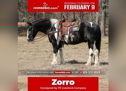 Draft Horse Mix, Castrone, 8 Anni, 163 cm, Pezzato