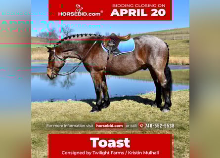 Draft Horse Mix, Castrone, 8 Anni, 170 cm, Baio roano