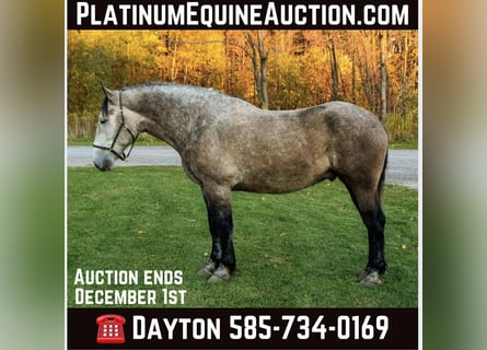 Draft Horse, Castrone, 8 Anni, 180 cm, Grigio