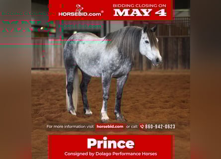 Draft Horse Mix, Castrone, 8 Anni, Grigio