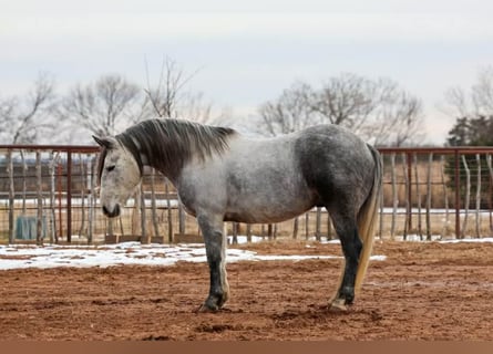 Draft Horse, Castrone, 9 Anni, 150 cm, Grigio