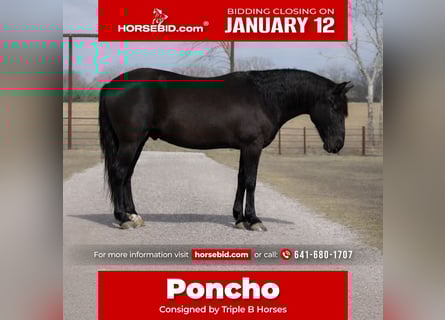 Draft Horse Mix, Gelding, 10 years, 14.1 hh, Black