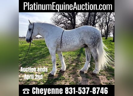 Draft Horse, Gelding, 10 years, 15,1 hh, Gray-Dapple