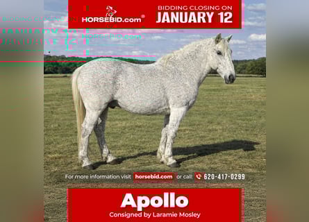 Draft Horse Mix, Gelding, 10 years, 15 hh, Grey