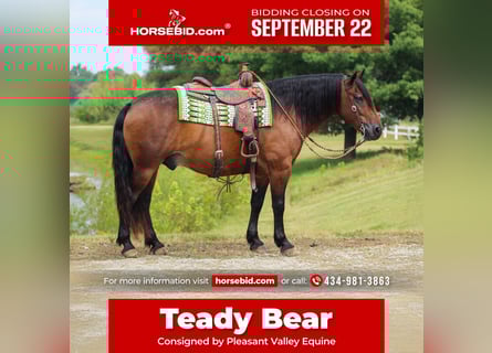 Draft Horse Mix, Gelding, 10 years, 15,1 hh, Bay