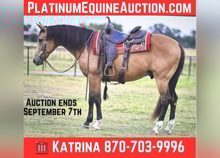 Draft Horse, Gelding, 10 years, 15,1 hh, Buckskin