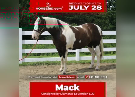 Draft Horse, Gelding, 10 years, 16,2 hh, Tobiano-all-colors