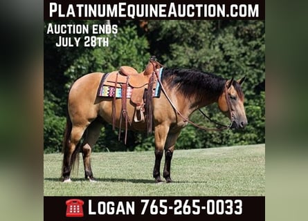 Draft Horse, Gelding, 10 years, Buckskin