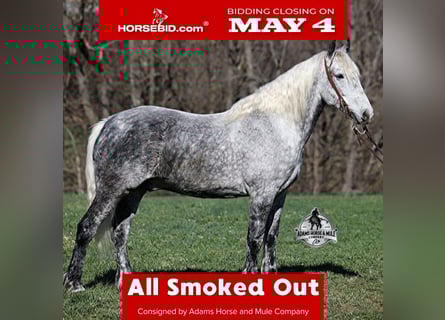 Draft Horse Mix, Gelding, 10 years, Grey