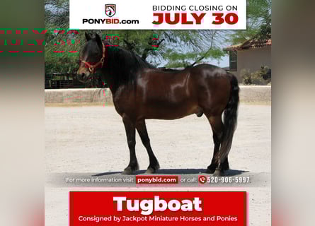 Draft Horse, Gelding, 11 years, 12,3 hh, Bay