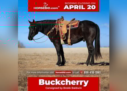 Draft Horse Mix, Gelding, 11 years, 15.2 hh, Roan-Blue