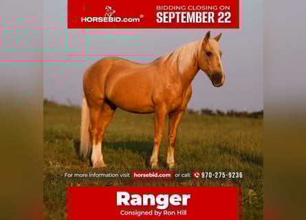 Draft Horse Mix, Gelding, 11 years, 15 hh, Palomino