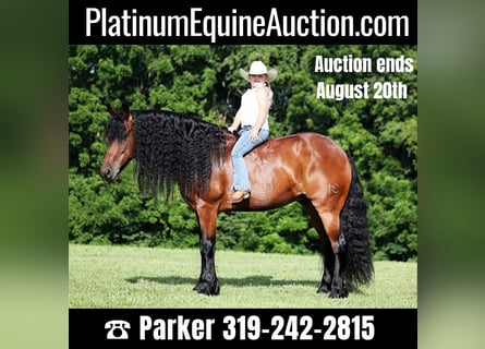 Draft Horse, Gelding, 11 years, 15,2 hh, Bay