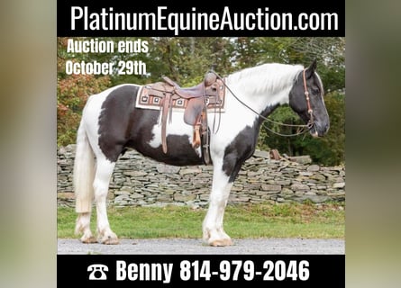 Draft Horse, Gelding, 11 years, 15,3 hh, Tobiano-all-colors