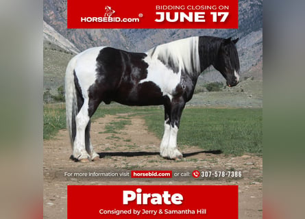 Draft Horse Mix, Gelding, 11 years, 16.3 hh, Tobiano-all-colors