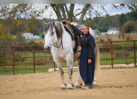 Draft Horse Mix, Gelding, 11 years, 16 hh, Grey
