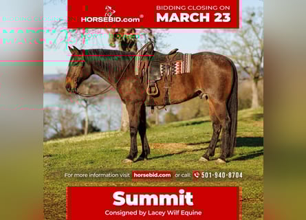 Draft Horse Mix, Gelding, 11 years, 17,2 hh, Roan-Bay