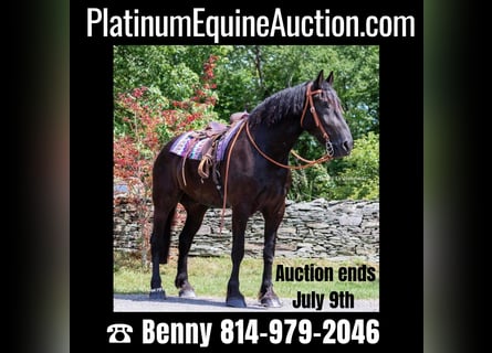 Draft Horse, Gelding, 11 years, 18 hh, Black
