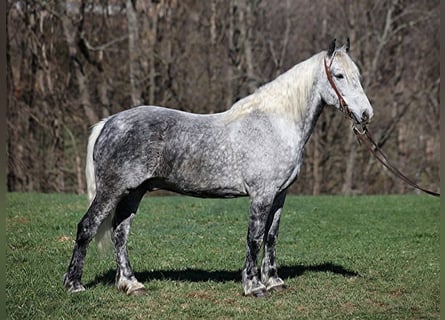 Draft Horse, Gelding, 12 years, 15,2 hh, Grey-Dapple