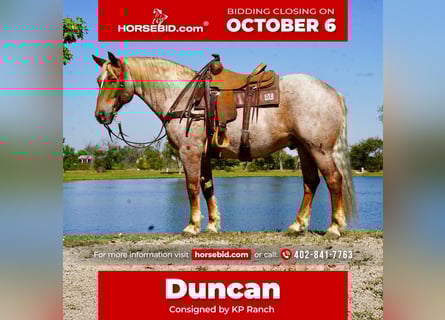 Draft Horse Mix, Gelding, 12 years, 15,2 hh, Roan-Red