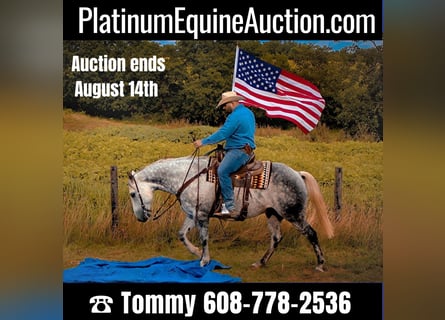 Draft Horse, Gelding, 12 years, 15,3 hh, Gray-Dapple
