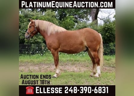 Draft Horse, Gelding, 12 years, 16 hh, Chestnut