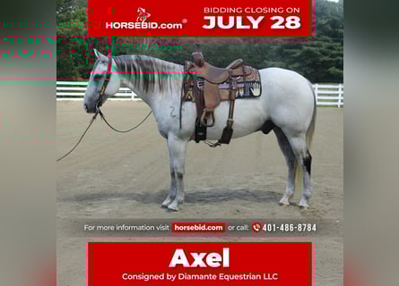 Draft Horse Mix, Gelding, 12 years, 16 hh, Gray