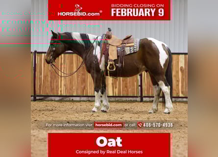 Draft Horse Mix, Gelding, 12 years, 16 hh, Pinto