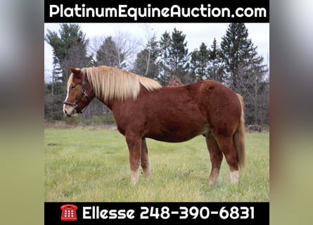 Draft Horse, Gelding, 13 years, 15,2 hh, Chestnut