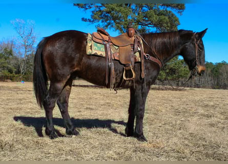 Draft Horse, Gelding, 13 years, 15,1 hh, Bay