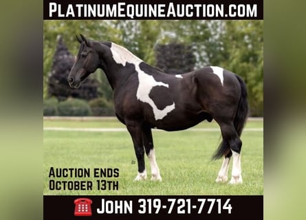 Draft Horse, Gelding, 13 years, 16,2 hh, Tobiano-all-colors