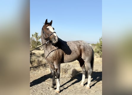 Draft Horse Mix, Gelding, 13 years, 16 hh, Roan-Bay
