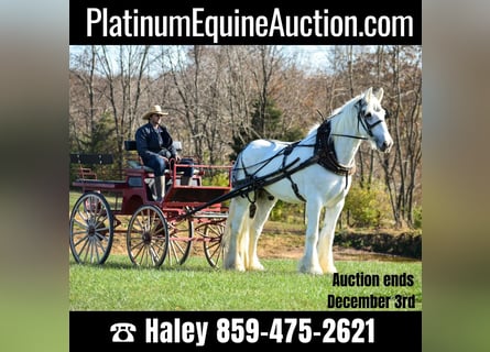 Draft Horse, Gelding, 13 years, 18 hh, White