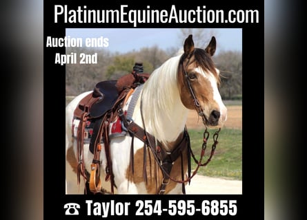 Draft Horse, Gelding, 14 years, 15.1 hh, Tobiano-all-colors