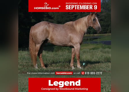 Draft Horse Mix, Gelding, 14 years, 15,2 hh, Roan-Red