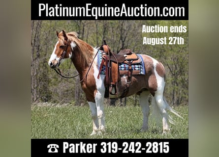 Draft Horse, Gelding, 14 years, 15,1 hh, Tobiano-all-colors