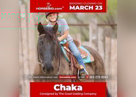 Draft Horse Mix, Gelding, 14 years, 15,3 hh, Black