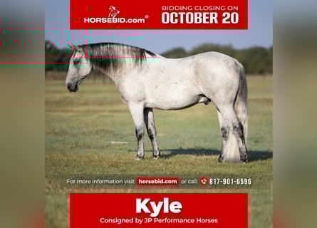 Draft Horse Mix, Gelding, 14 years, 15,3 hh, Grey