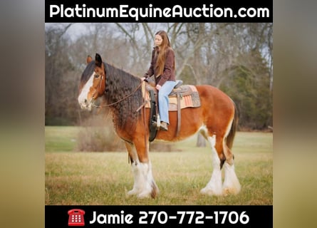 Draft Horse, Gelding, 14 years, 17,1 hh, Roan-Bay