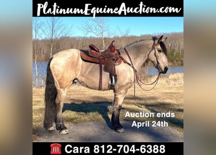 Draft Horse, Gelding, 14 years, Buckskin