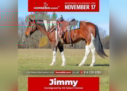 Draft Horse Mix, Gelding, 14 years, Pinto